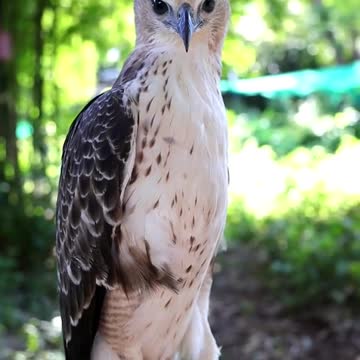Hawk Train / Owl Training /Falcon training