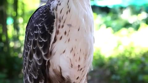 Hawk Train / Owl Training /Falcon training