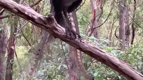 Lyrebird Mimics the Calls of Many