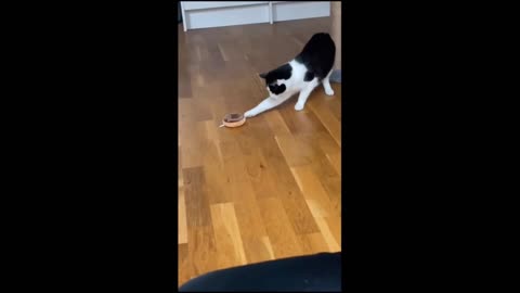 Funny animals - Funny cats _ dogs - Funny animal videos 2023 - Part 6_Haypyy Pet