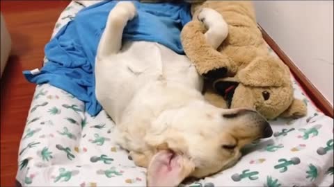Funniest Animals - Best Of The 2021 Funny Animal Videos #20
