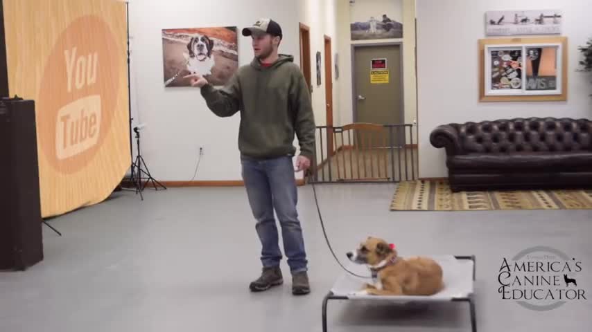 How to safely use the E Collar- Dog training with America's Canine Educator