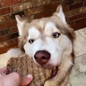 Bridget likes food slightly more 😂 #dogs #englishmastiff #husky