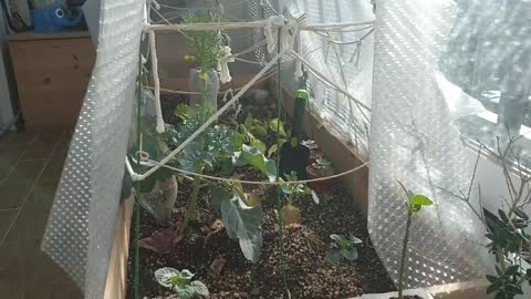 Growing a greenhouse on a balcony