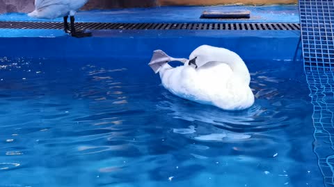 A close look at white swans at the zoo