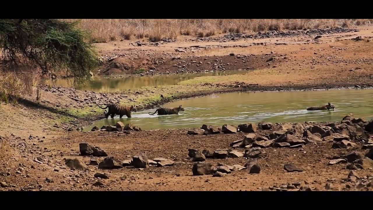 Tiger Queen of Taru : A short film
