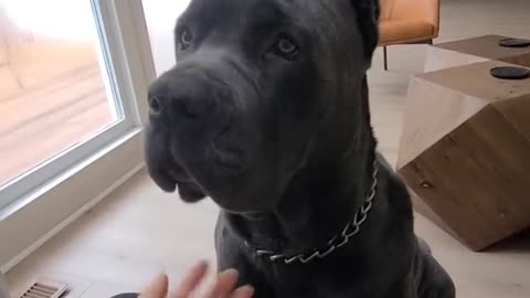 Teach your dog a good handshake