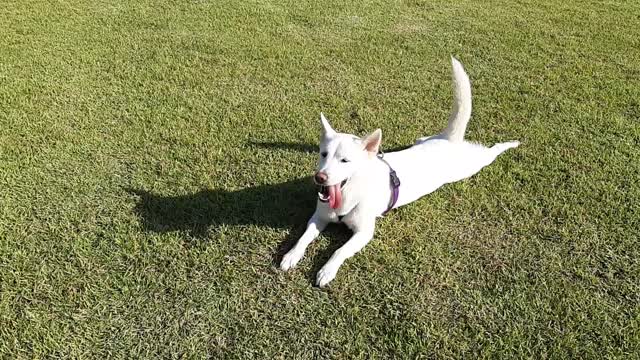 cute crawling jindo dog