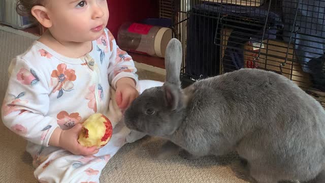 Rabbit Runs Away With Baby's Apple