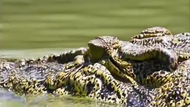 Crocodile Attacks Elephant