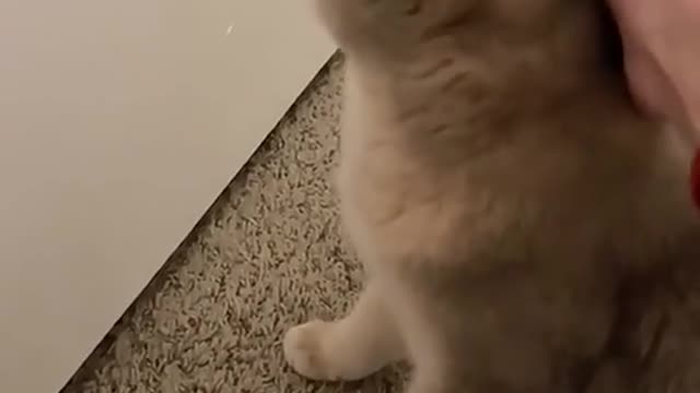 Funny cat video