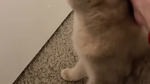 Funny cat video