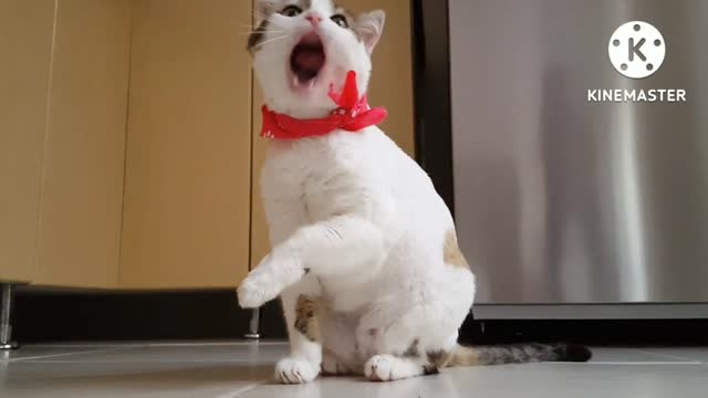 A funny cat