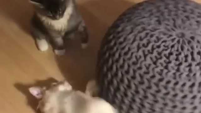 cute cat 😆😆funny 🤩🤩