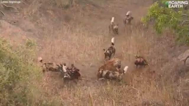 When hyenas and African wild dogs clash