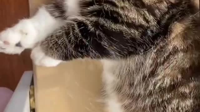 Usually a troublemaker, a good baby when feeding