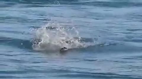 اصطيادالصقر للاسماك