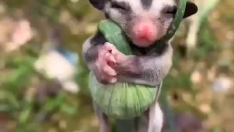 Cute animal in forest