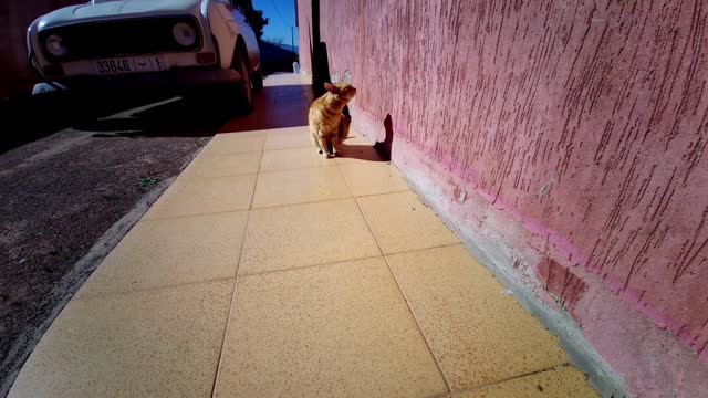 Cat Simba wandering around the house