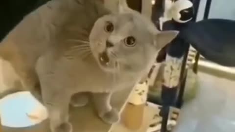 Funny cat singing 🤣 #youtubeshorts #shorts