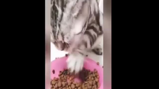 Cute🥰And Funny Cats 🤣 Compilation