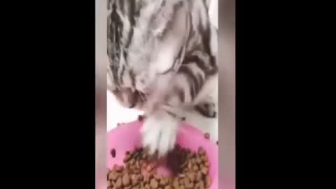 Cute🥰And Funny Cats 🤣 Compilation