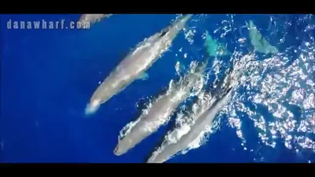 An Unbelievable Aerial View of Sperm Whales Off California Coast