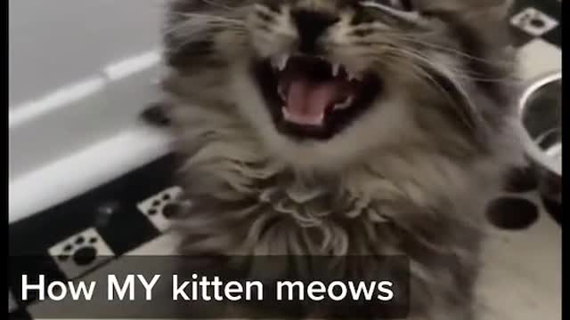 Cats meow. Little kitty meows