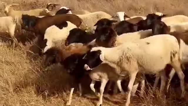 Dogs Controlling The Movement Of A A Flock Of Sheep