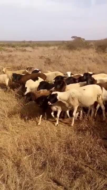 Dogs Controlling The Movement Of A A Flock Of Sheep