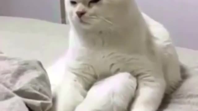 Cat wakes up early morning | hilarious reaction!!