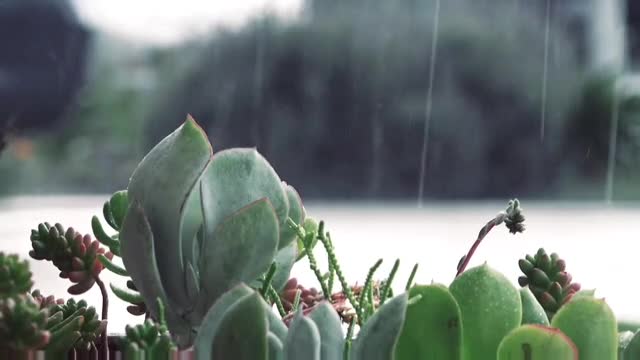 enjoy raining🌧😍, gentle sleep rain video, #relaxing, @#anyworld, subscribe🙏 thanks for watching