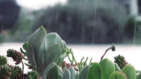 enjoy raining🌧😍, gentle sleep rain video, #relaxing, @#anyworld, subscribe🙏 thanks for watching