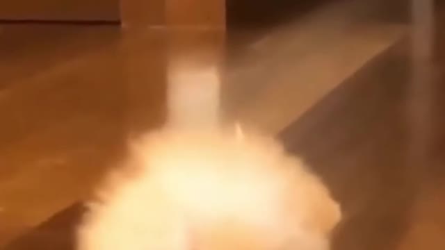 Cute dog crawling, must watch