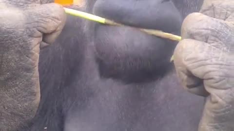 He is enjoying some silver birch! Leaves and bark are an important part of a #gorilla diet #asmr