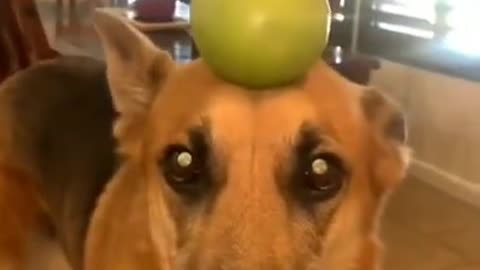 Funny animals videos