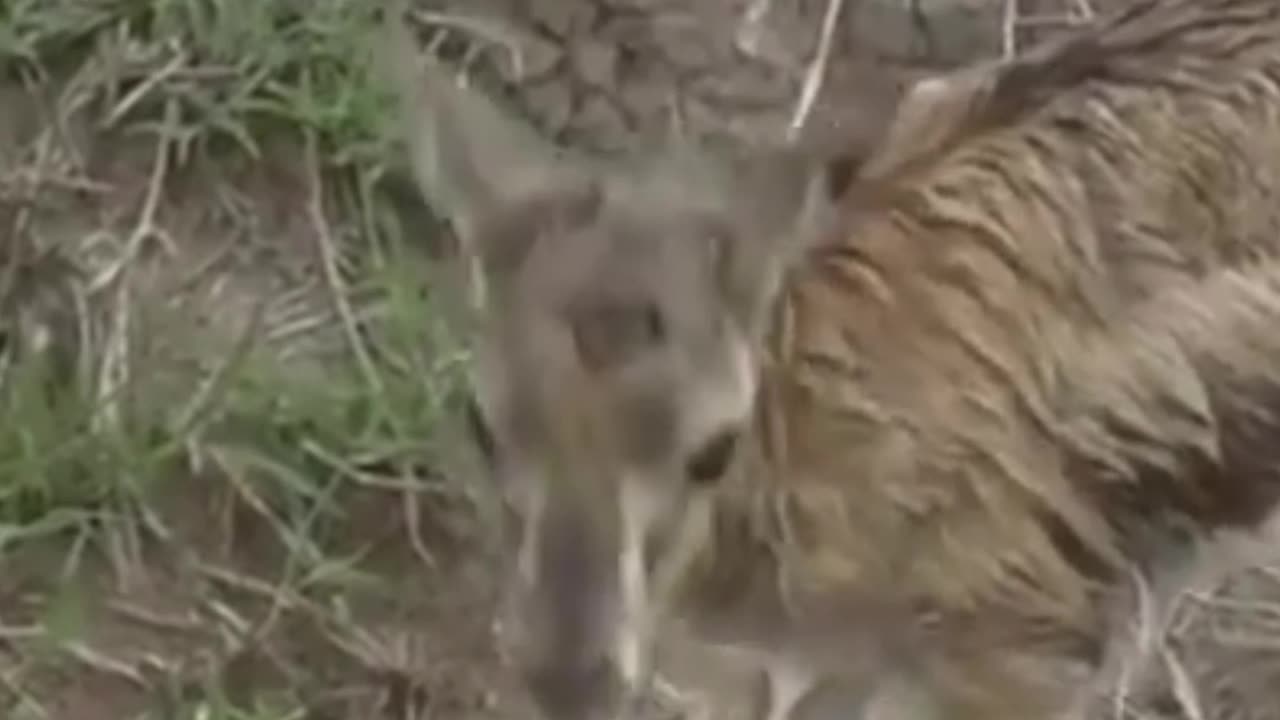 antelope sacrifices itself