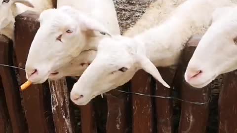 sheep waiting for radish