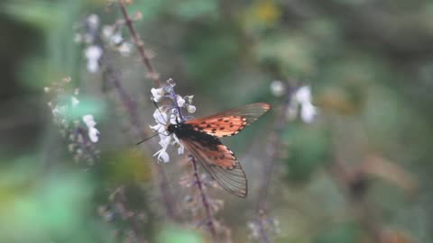 A butterfly flying always from leaf