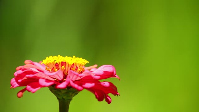 Butterfly with flower