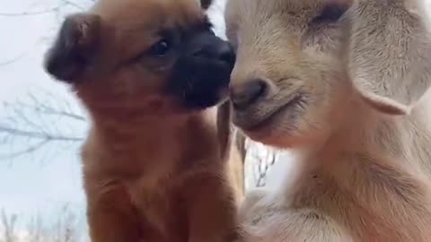 Goat's kid with dog's kid natural love video