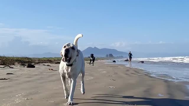 Labradors having a lot of fun on the beach