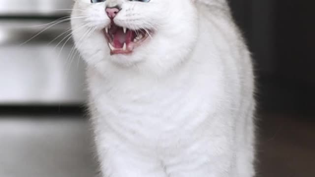 Cat wonderful reaction. kitty danger feels
