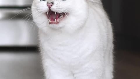 Cat wonderful reaction. kitty danger feels