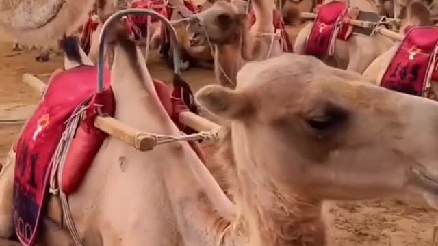 thousands of camels