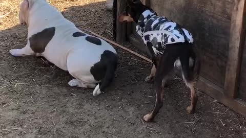 Kelpie being a bully