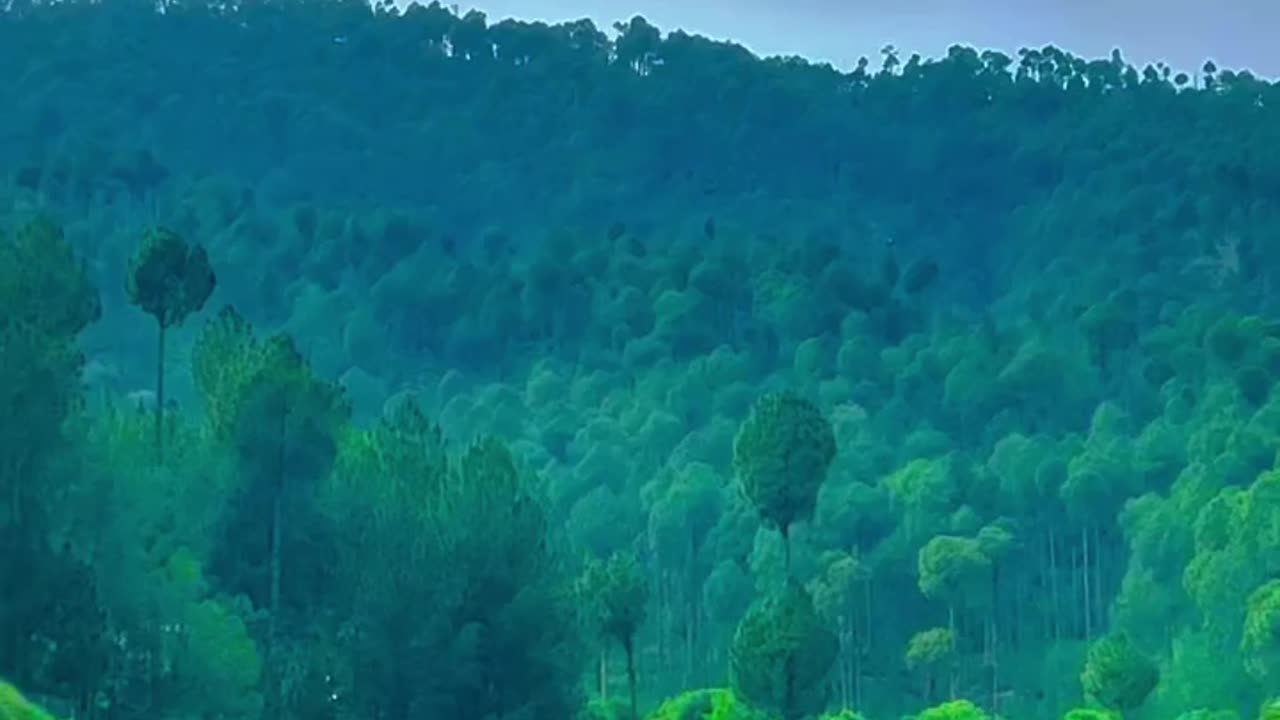 Beautiful nature video.