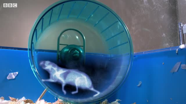 Russian Hamster Vs. Hamster Wheel! | Pets: Wild At Heart | BBC Earth