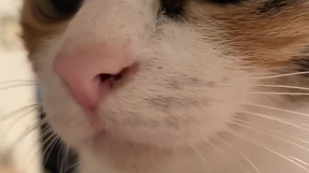 Beautiful cat 🐈 trending video