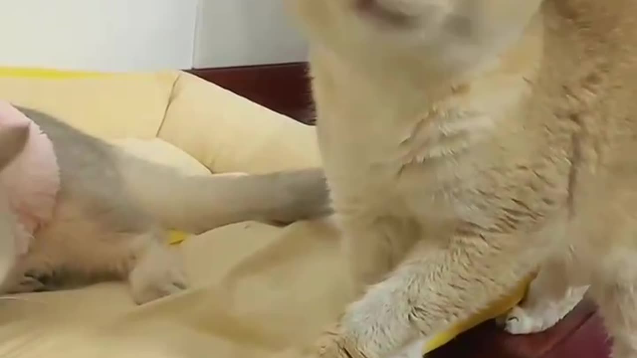 Cat Brother, it doesn't need any extra meals!